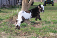 Gorgeous Nigerian Drarf goat kid available registered
