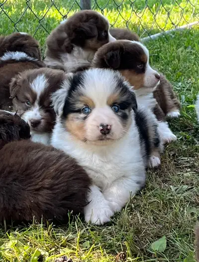 Pinewood Miniatures has two beautiful boys available from our spring litters. One blue Merle with pa...
