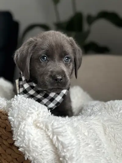 Charcoal & Champagne Purebred Lab Puppies!, View more