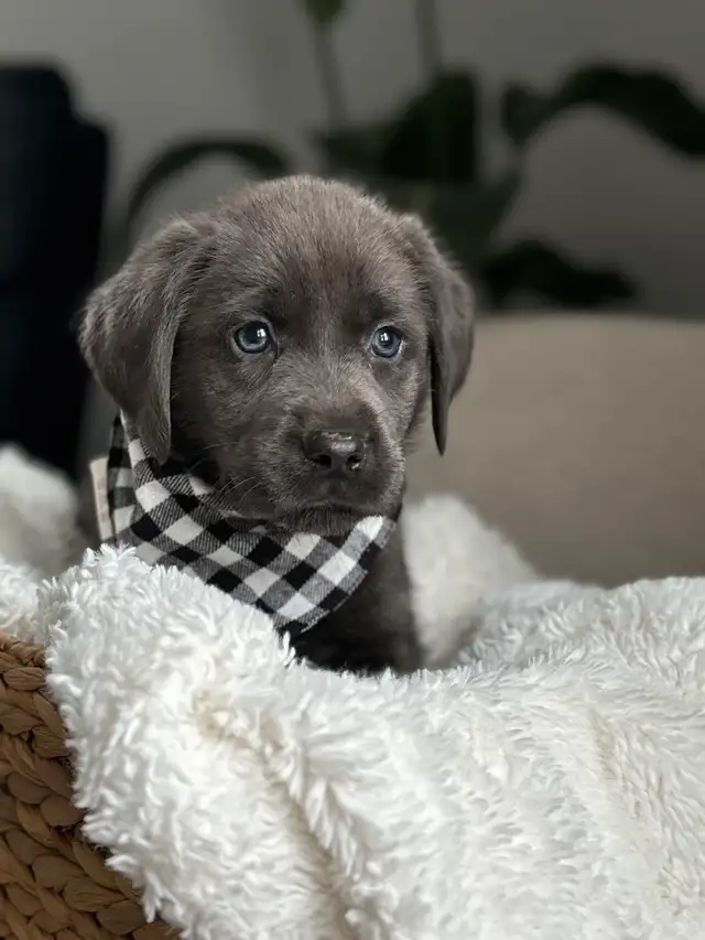 Charcoal & Champagne Purebred Lab Puppies! in Dogs & Puppies for Rehoming in Hamilton - Image 3