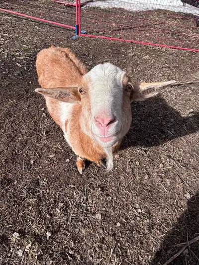 6 y/o female Nubian Toggenburg 6 y/o female Nigerian dwarf Very friendly, looking for a new home, se...