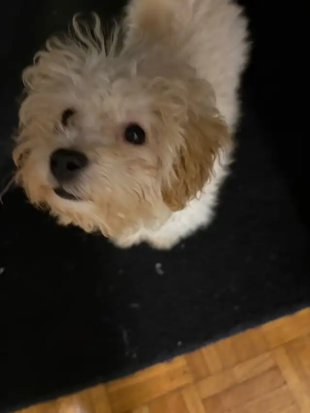 maltipoo puppy girl in Dogs & Puppies for Rehoming in Mississauga / Peel Region - Image 5