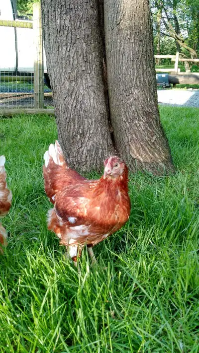 young Laying Hens / Pullets, View more