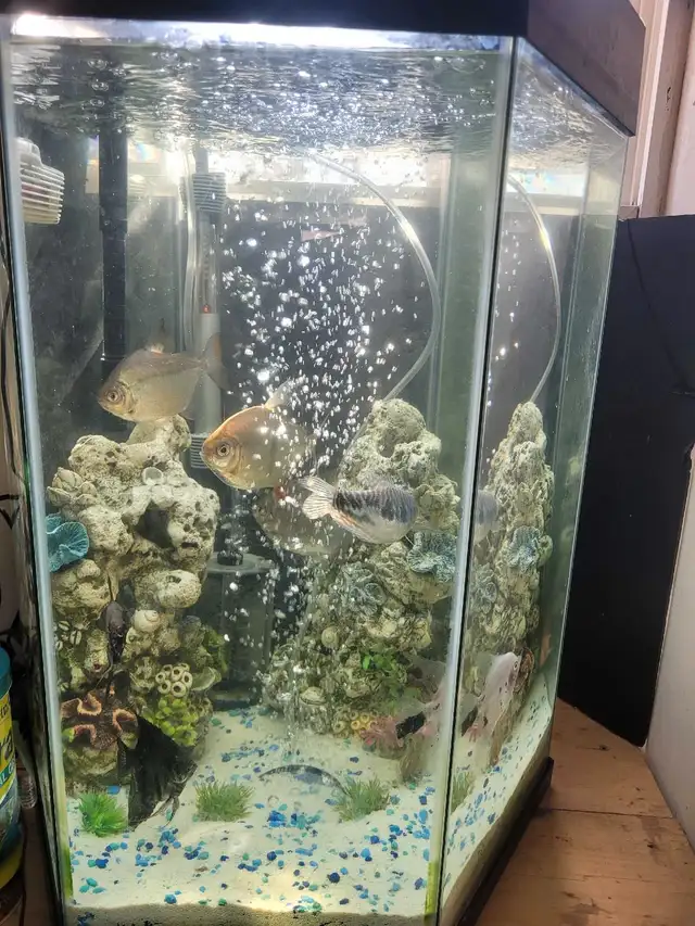 fish with tank in Fish for Rehoming in Napanee - Image 3