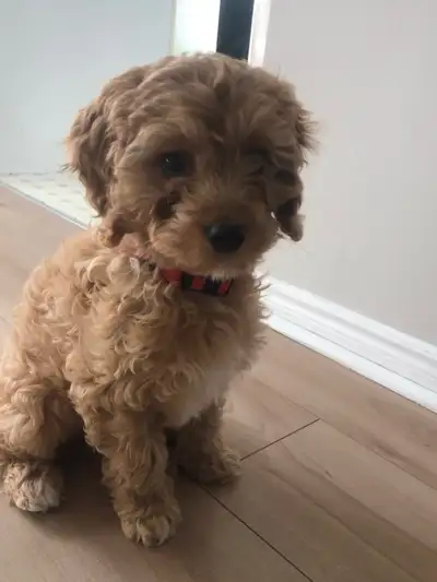 Cockapoo Puppy, View more