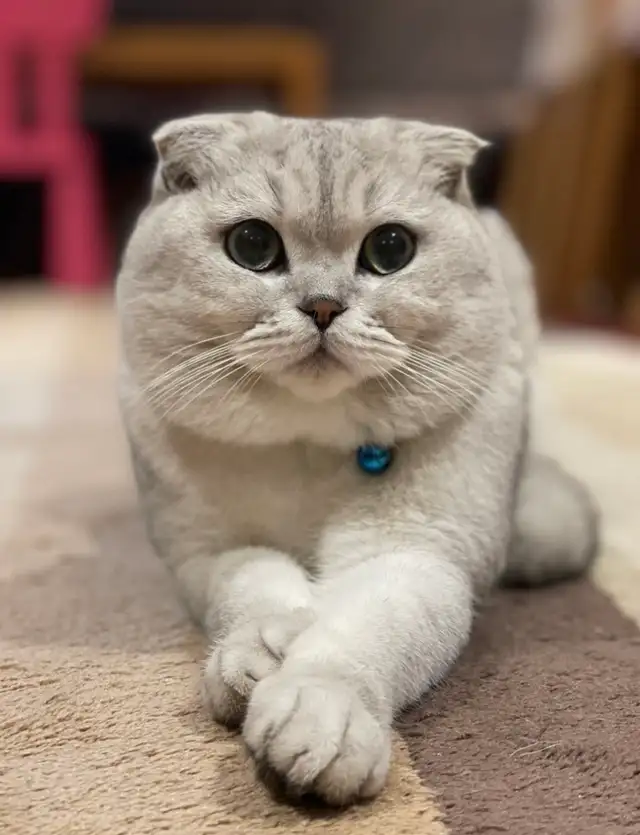 ❤️❤️Cute Purebred British/Scottish shorthair kittens in Cats & Kittens for Rehoming in City of Toronto - Image 10