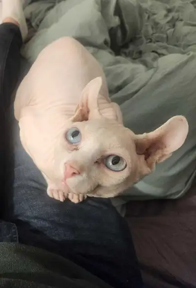 sphynx cat, View more