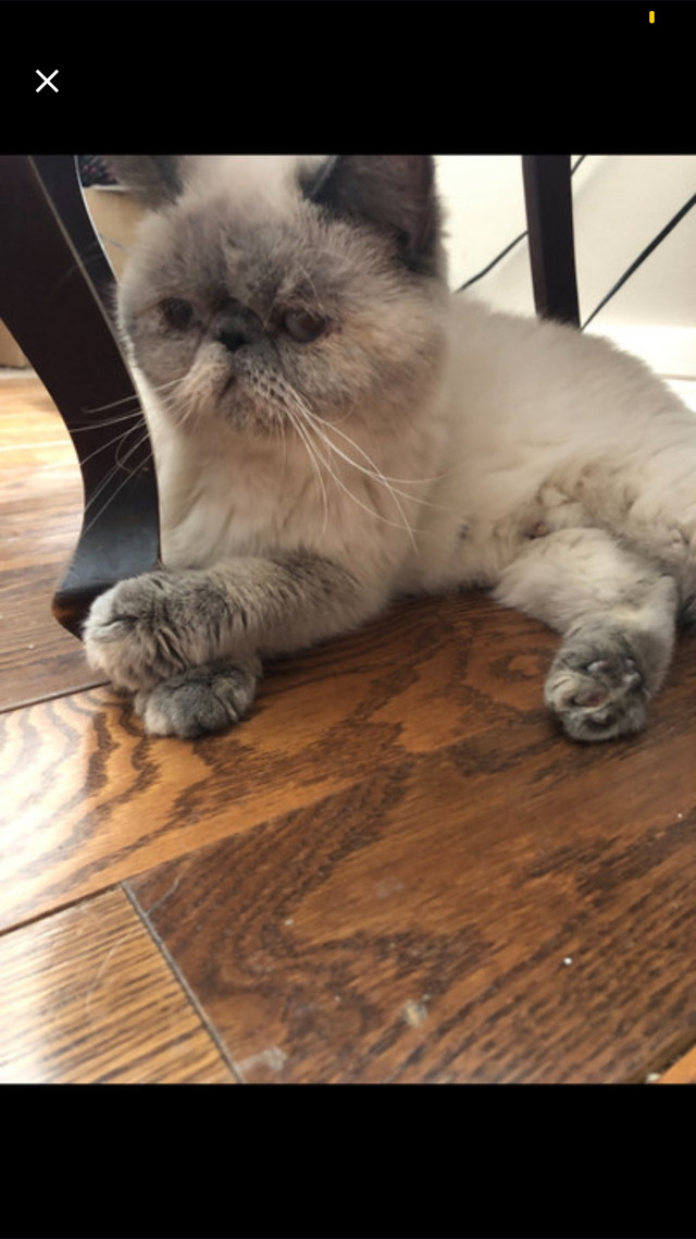 Exotic blue point persian female  in Cats & Kittens for Rehoming in Trenton - Image 2