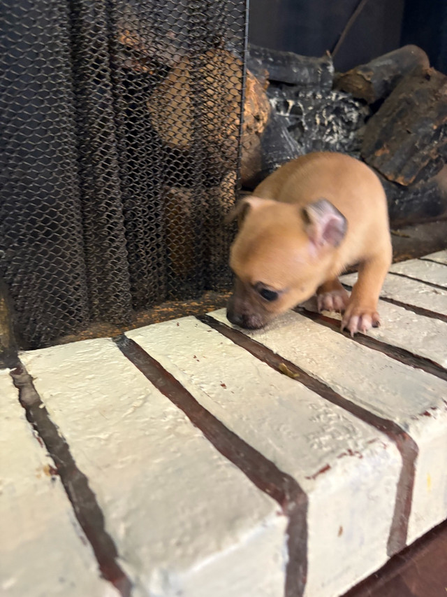 chihuahua mâle à vendre dans Chiens et chiots à adopter  à Sherbrooke - Image 2