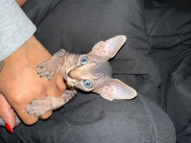 chaton SPHYNX in Cats & Kittens for Rehoming in Laval / North Shore - Image 6