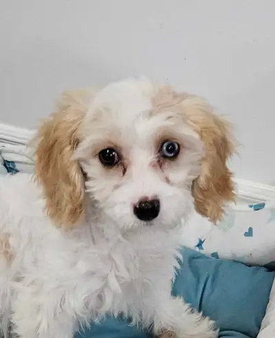 LAST MERLE CAVACHON PUPPY – READY NOW!, View more