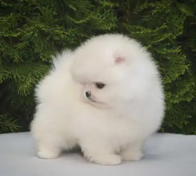 Pomeranian , View more