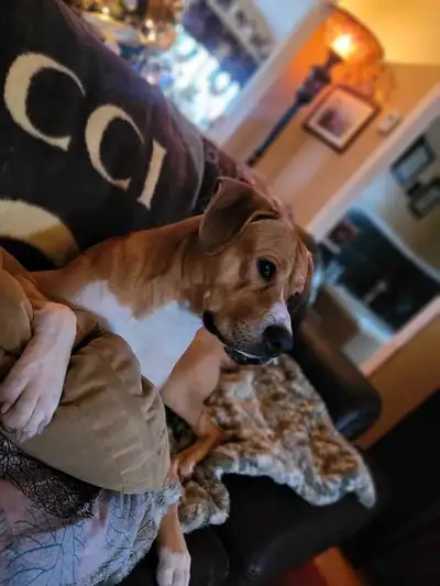 I am heart broken to post this my health is very bad and can't provide the proper care for our beaut...