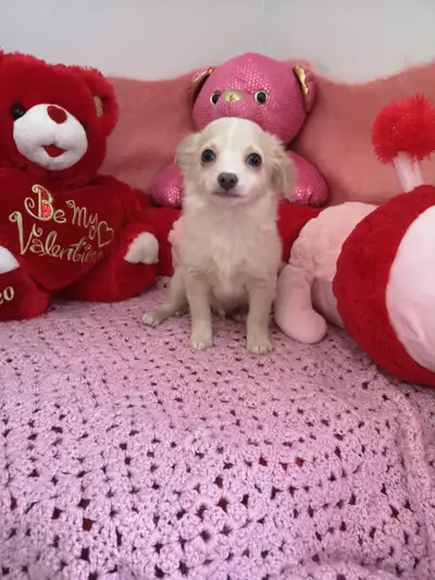 ❤️ VALENTYNE ENTERPRISE❤️ CHIHUAHUA PUPPYS + ADULTS 705 930 3541, View more