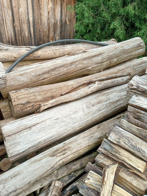 Clean Poplar Logs (firewood) dans Plantes, engrais et terreaux  à Hamilton - Image 3