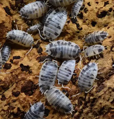 Dairy Cow Isopods, View more