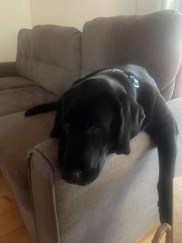 Adorable Labrador Noire Cherche Nouveau Foyer Aimant