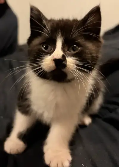 Kittens , View more