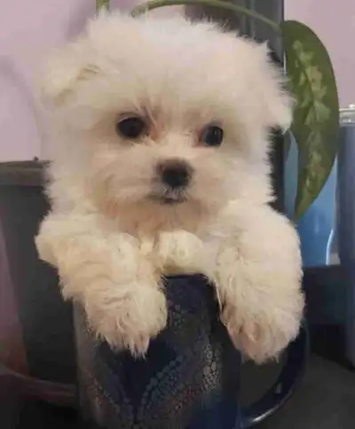 Maltese  puppies for sale., View more