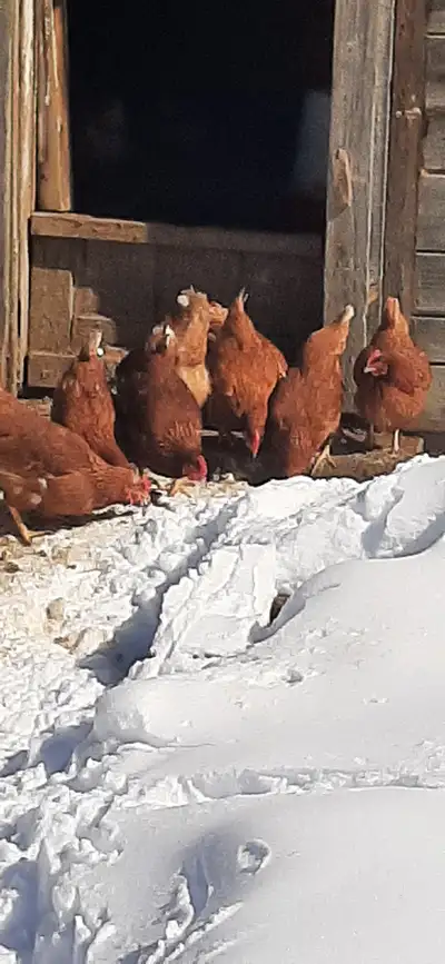 Chickens, View more