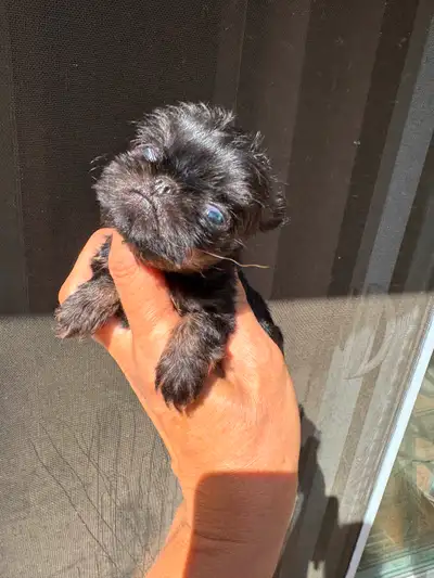 Brussels Griffon puppies, View more