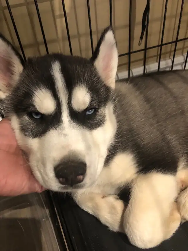 Husky puppies ready for adoption - ONLY TWO LEFT in Dogs & Puppies for Rehoming in Oakville / Halton Region - Image 10