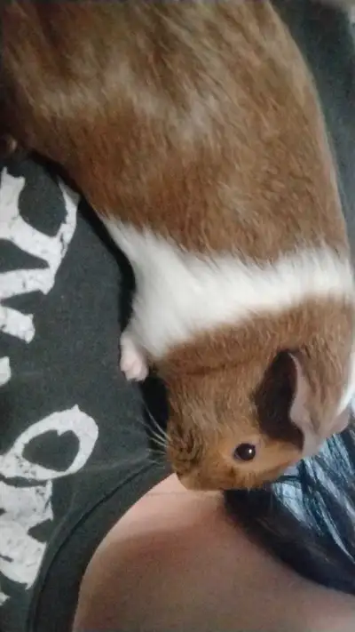 2 male guinea pigs, View more