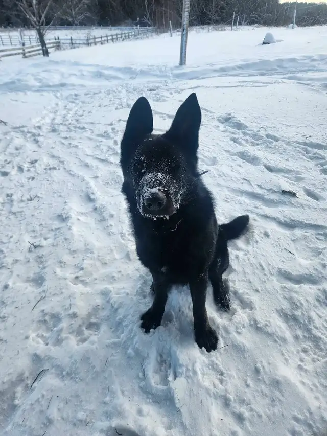 German sheperd, male, bicolor in Dogs & Puppies for Rehoming in West Island - Image 4