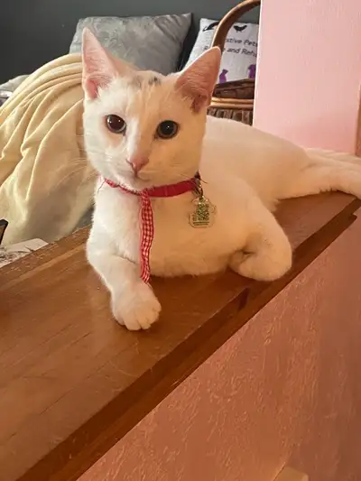 rescue❤️BABY NEEKO, View more