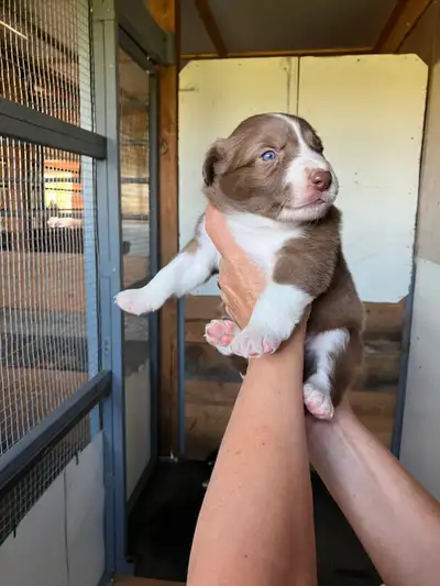 Border Collie, pure race 500$ négociable, View more