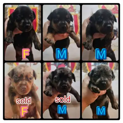 Registered Harlequin Miniature Pinschers, View more