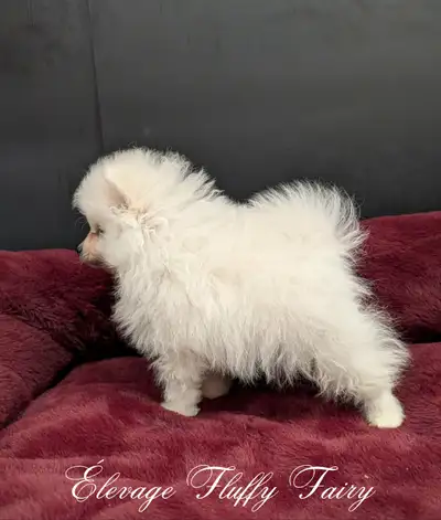 chiot pomeranien !! Prêt a quitter !, View more