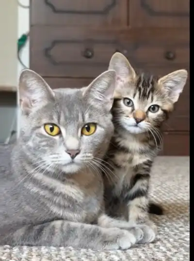 FEB 25 Available Fluffy Russian Blue x Siberian Kitten , View more