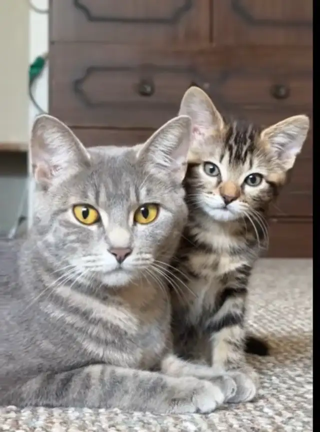 FEB 25 Available Fluffy Russian Blue x Siberian Kitten