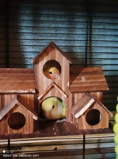 2 lovebirds with large cage included , View more
