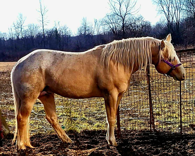 At Stud palomino blanketed appaloosa ApHC in Horses & Ponies for Rehoming in Belleville - Image 2