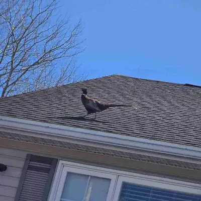Hiring Roofers (shingler/laborer), View more