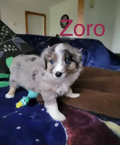 Chiots Berger Australien miniature pure race / Miniature Aussie, View more