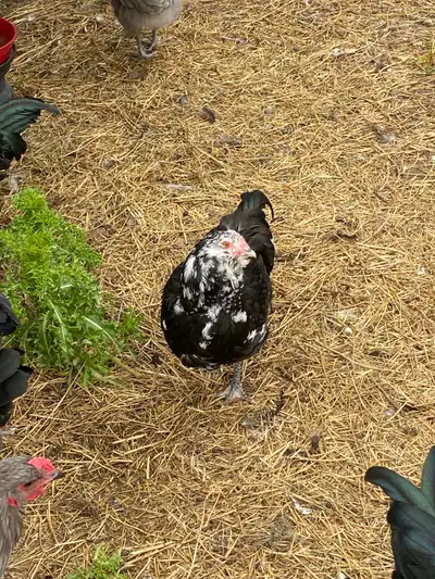 Mottled Ameraucana Rooster, View more