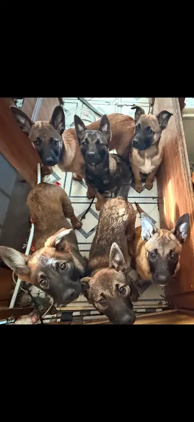 Belgian Mallinoise X Australi cattle by dog. 500$, View more