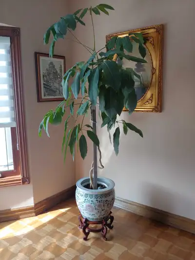 Potted Ficus Plant in ceramic pot sitting on wooden platform, View more