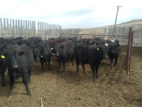 For sale BBF and BLK Heifers