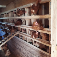 Poules pondeuses - Laying Hens Chicken