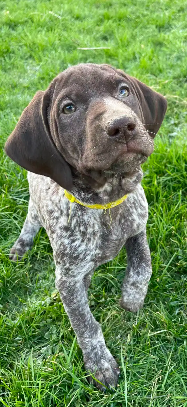GSP Puppies (CKC Registered) German Shorthaired Pointers in Dogs & Puppies for Rehoming in Chilliwack - Image 2