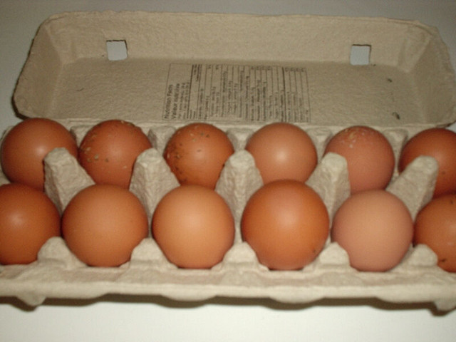 Oeufs de poules heureuses en liberté dans Animaux de ferme  à Lanaudière - Image 3