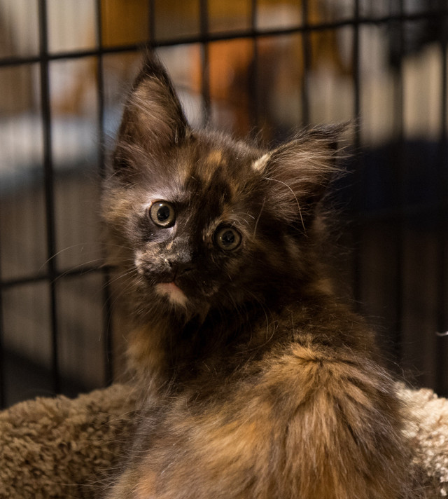 Purebred Maine Coon Kitten in Cats & Kittens for Rehoming in Chilliwack