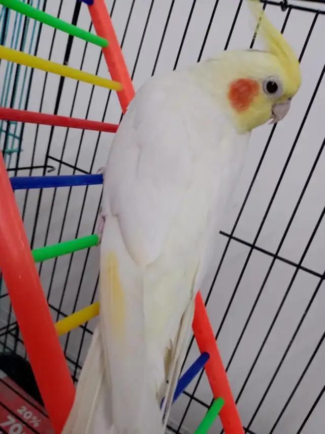 Cockateil -Hamd Tamed in Birds for Rehoming in Kitchener / Waterloo - Image 6