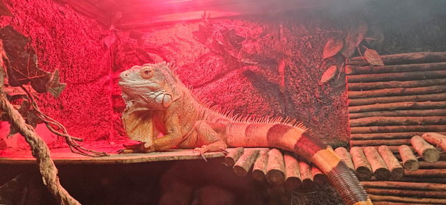 Iguana and custom made enclosure  in Reptiles & Amphibians for Rehoming in Calgary - Image 4