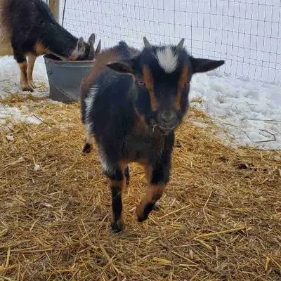 Nigerian Dwarf Doeling , View more