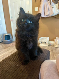Black Ragdoll Kitten